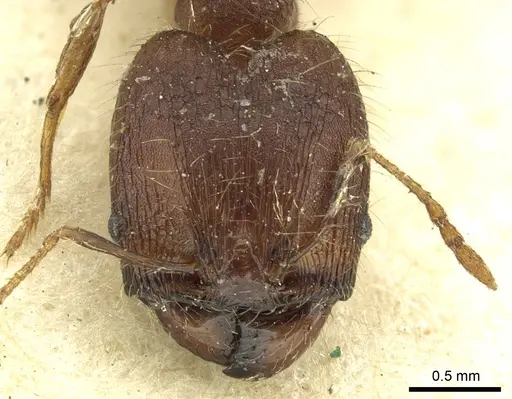 Pheidole deceptrix - CASENT0901595