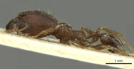 Pheidole deceptrix - CASENT0901595