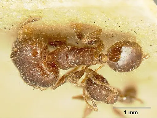 Pheidole deceptrix - JTLC000015315