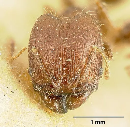 Pheidole deceptrix - JTLC000015315