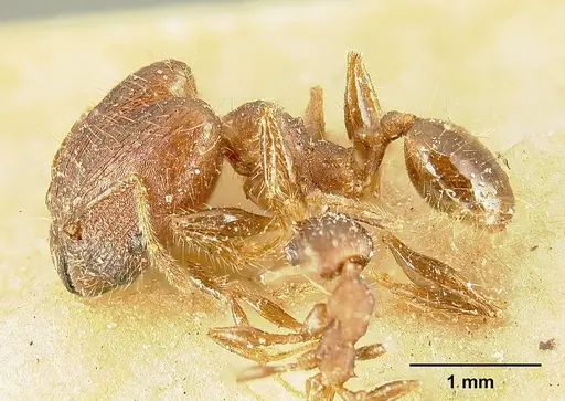 Pheidole deceptrix - JTLC000015315