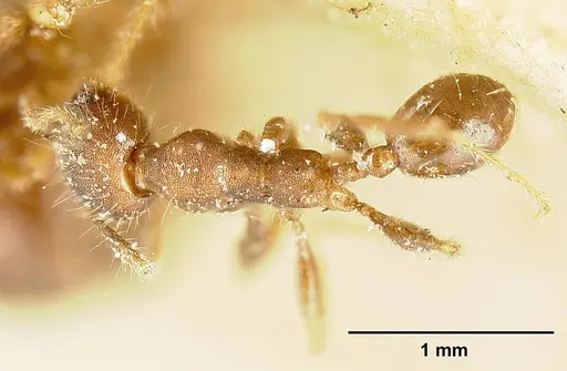 Pheidole deceptrix - JTLC000015320
