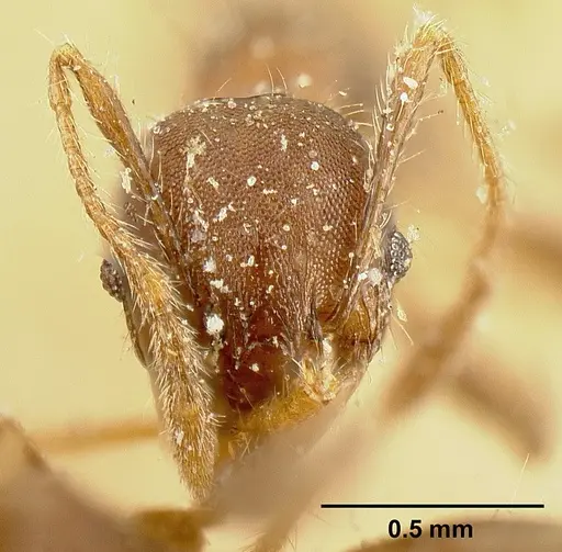 Pheidole deceptrix - JTLC000015320