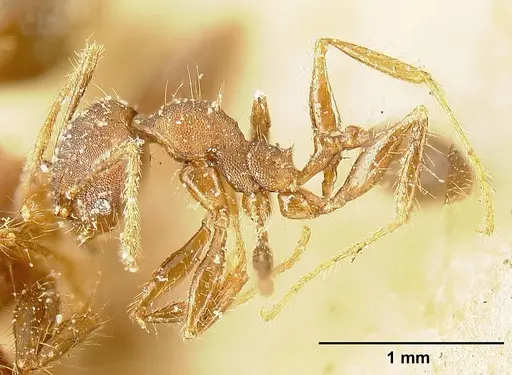 Pheidole deceptrix - JTLC000015320