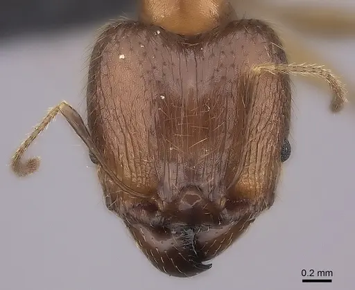 Pheidole decollata specimen