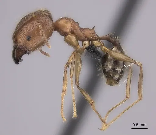 Pheidole decollata specimen
