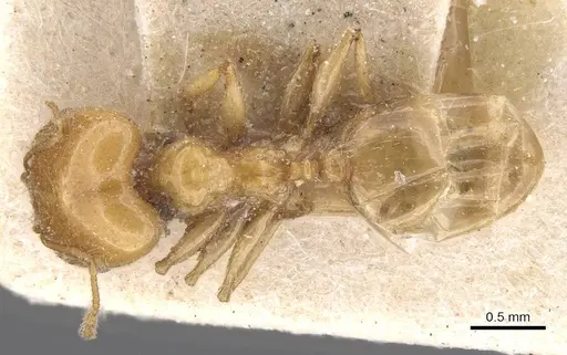 Pheidole defecta specimen