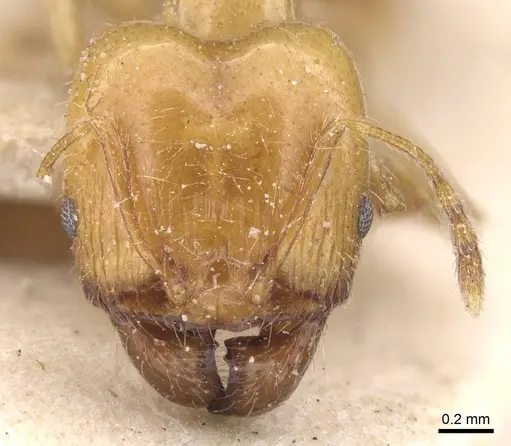Pheidole defecta specimen