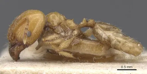 Pheidole defecta specimen