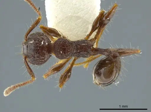 Pheidole deima specimen