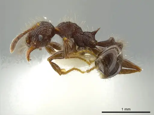 Pheidole deima specimen