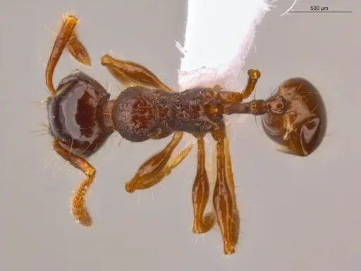 Pheidole deima - ECOFOG-CSG15-0056-10