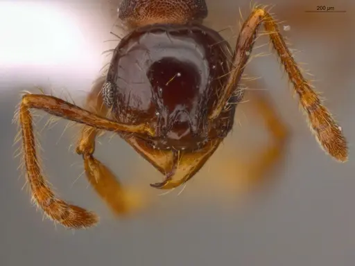 Pheidole deima - ECOFOG-CSG15-0056-10