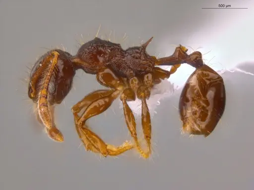 Pheidole deima - ECOFOG-CSG15-0056-10