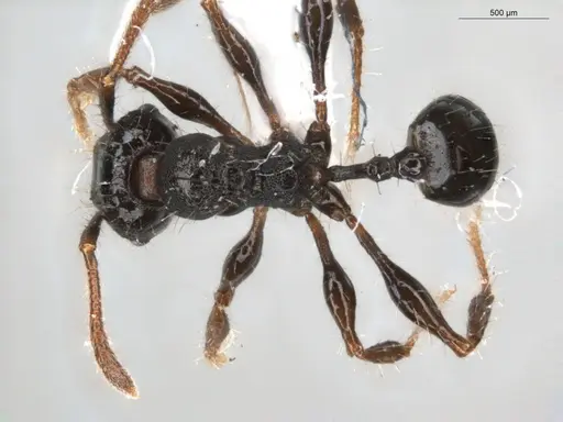 Pheidole deima - ECOFOG-GRS21-0039-01