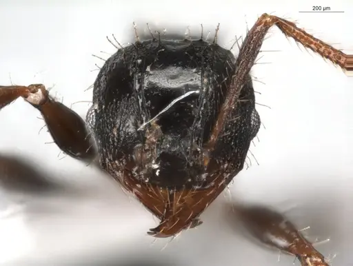 Pheidole deima - ECOFOG-GRS21-0039-01