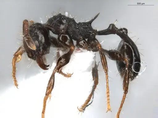 Pheidole deima - ECOFOG-GRS21-0039-01