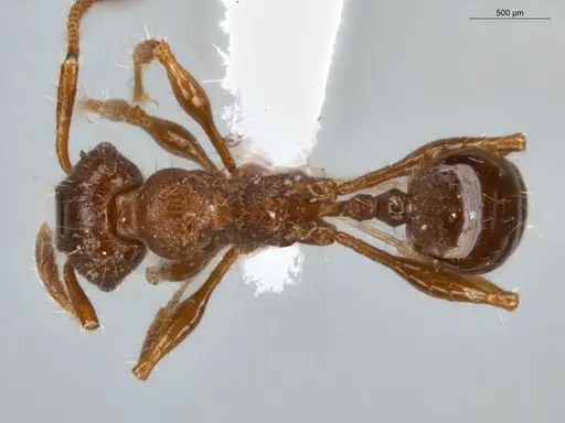 Pheidole deima - ECOFOG-MI15-0373-16