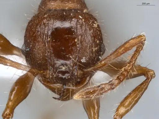 Pheidole deima - ECOFOG-MI15-0373-16