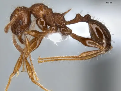 Pheidole deima - ECOFOG-MI15-0373-16