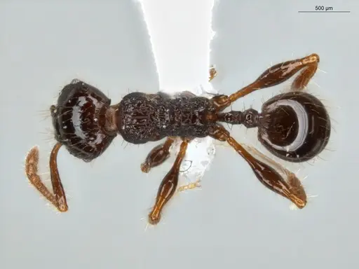 Pheidole deima - ECOFOG-TR13-0001-12