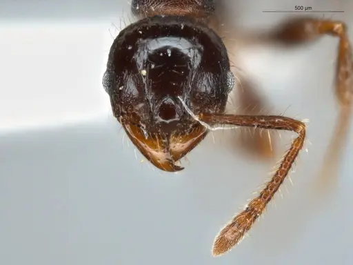 Pheidole deima - ECOFOG-TR13-0001-12