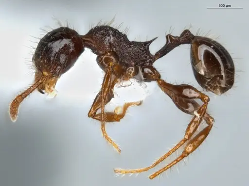 Pheidole deima - ECOFOG-TR13-0001-12