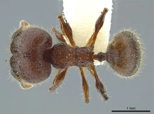 Pheidole deima - JTLC000016361
