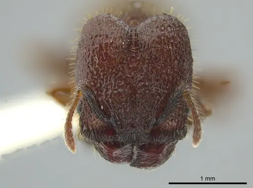 Pheidole deima - JTLC000016361