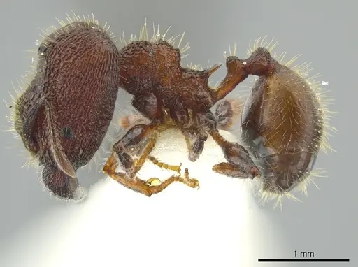 Pheidole deima - JTLC000016361