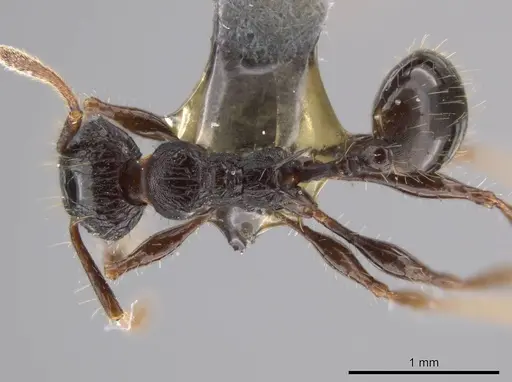Pheidole deima - USNMENT00688276