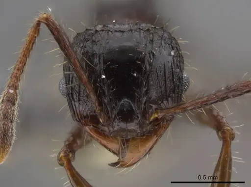 Pheidole deima - USNMENT00688276