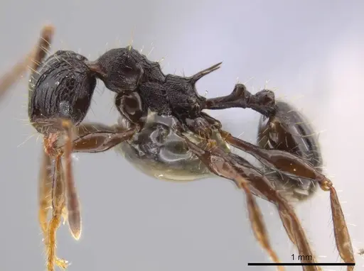 Pheidole deima - USNMENT00688276