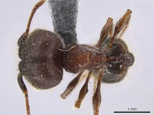Pheidole deima - USNMENT00692950