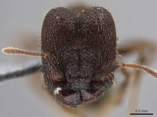 Pheidole deima - USNMENT00692950