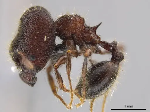 Pheidole deima - USNMENT00692950