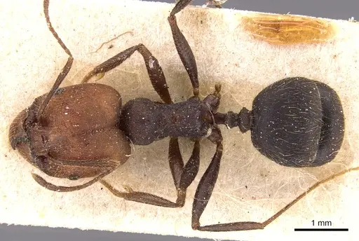 Pheidole delecta specimen