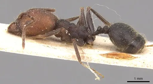 Pheidole delecta specimen