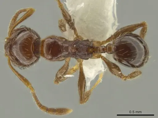 Pheidole delicata specimen