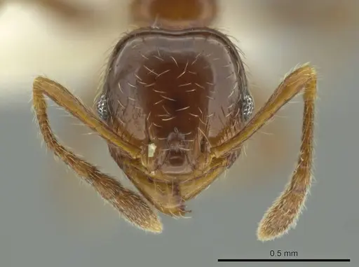 Pheidole delicata specimen