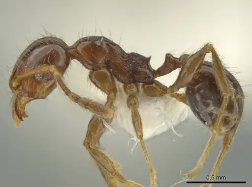 Pheidole delicata specimen