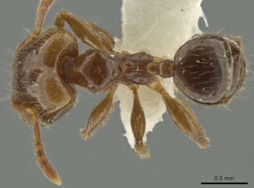 Pheidole delicata - JTLC000016362