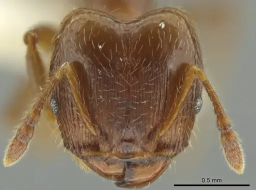 Pheidole delicata - JTLC000016362