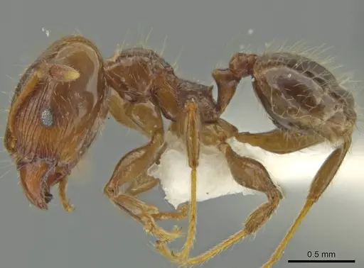 Pheidole delicata - JTLC000016362