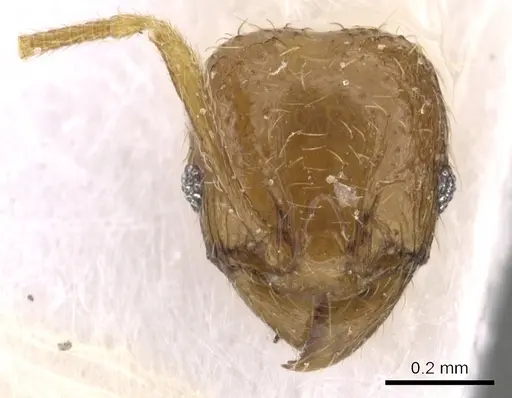 Pheidole deltea specimen