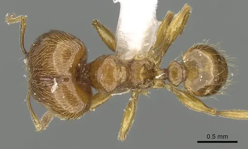 Pheidole deltea - CASENT0901641