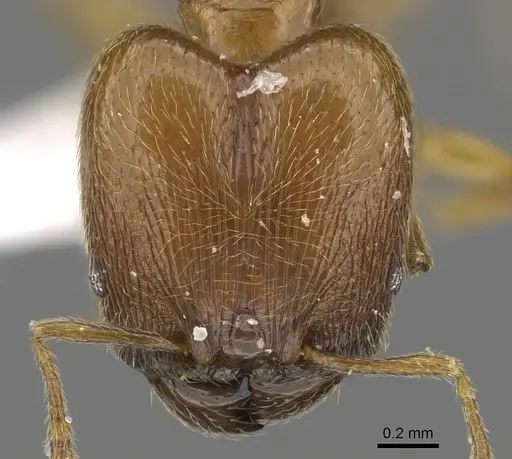 Pheidole deltea - CASENT0901641