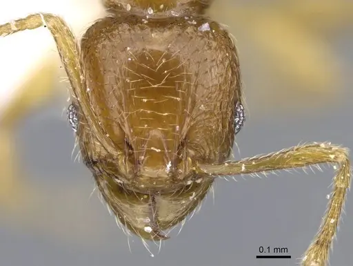 Pheidole deltea - CASENT0922205