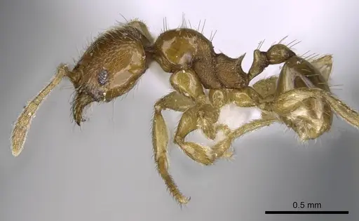 Pheidole deltea - CASENT0922205
