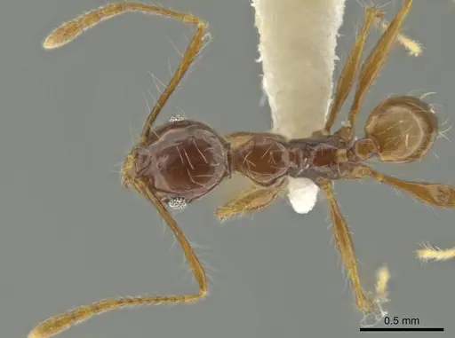 Pheidole demeter specimen